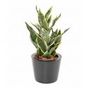 Sansevieria Masoniana artificiel H65cm