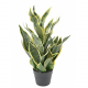 Sansevieria Masoniana artificiel H65cm