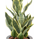 Sansevieria Masoniana artificiel H65cm