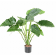 Alocasia Calidora artificiel H65 & 80cm