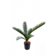 Cycas baby (60cm)