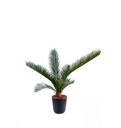 Cycas baby (60cm)