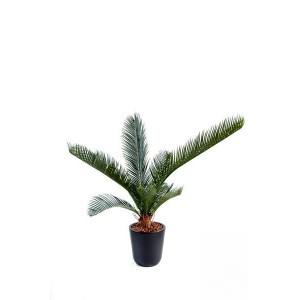 Cycas baby (60cm)