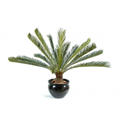 Cycas géant 100cm