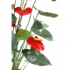 Anthurium (75cm)