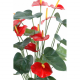 Anthurium (75cm)