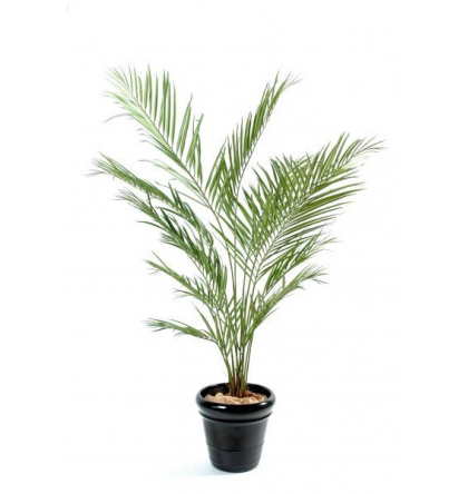 Kentia artificiel New Palm