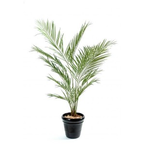 Kentia artificiel New Palm