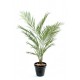 Kentia artificiel New Palm H150cm