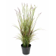 Acorus fleuri UV artificiel H70cm