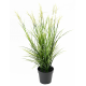 Acorus fleuri UV artificiel H70cm