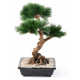 Bonsai Pin en coupe artificiel 70cm