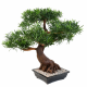 Bonsaï Podocarpus artificiel en coupe H78cm