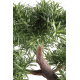 Bonsaï Podocarpus artificiel en coupe H78cm