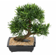Bonsaï Podocarpus artificiel en coupe H50cm