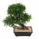 Bonsaï Podocarpus artificiel en coupe H50cm