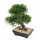 Bonsaï Podocarpus artificiel en coupe H50cm