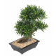 Bonsaï Podocarpus artificiel en coupe H50cm