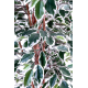 Ficus lianes artificiel petites feuilles