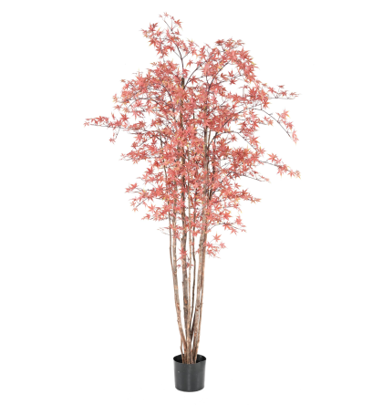 Aralia (érable) UV artificiel H210cm