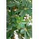 Schefflera baby (150cm)