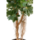 Schefflera baby (150cm)