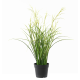Acorus fleuri blanc artificiel H45cm