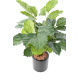 Tetrastigma artificiel H70cm