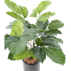 Tetrastigma artificiel H70cm