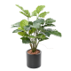 Tetrastigma artificiel H70cm