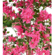Bougainvillée fleurs fuchsia artificiel H230cm