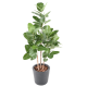 Ficus Audrey artificiel H150-190-310cm