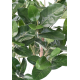 Ficus Audrey artificiel H150-190-310cm
