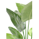 Strelitzia Nicolai artificiel H185-220cm