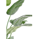 Strelitzia Nicolai artificiel H185-220cm