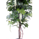 Glycine multitree (110cm)