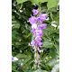 Glycine multitree (150cm)