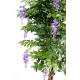 Glycine multitree (180cm)