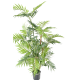 Palmier Parlour (150cm)