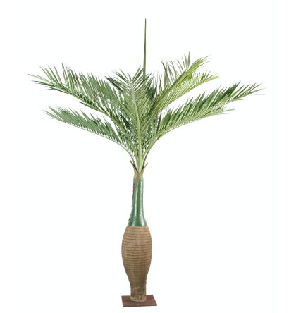 Palmier bouteille (350cm)