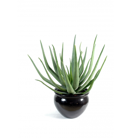 Aloevera (55cm)