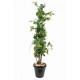 Vigne artificielle tree H140cm