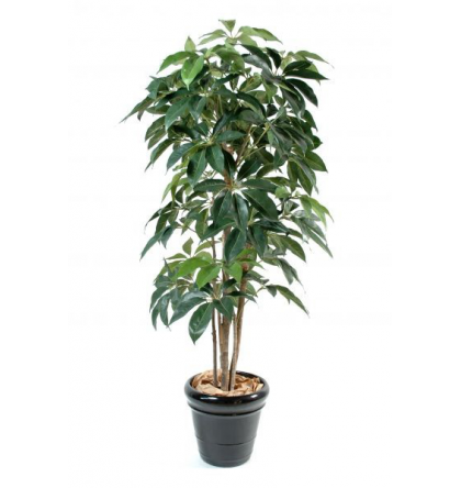 Schefflera amata (150cm)