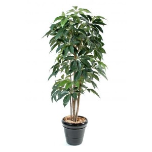 Schefflera amata (150cm)