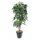 Schefflera amata artificiel H150cm