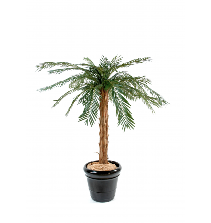 Cycas palmier (180cm)