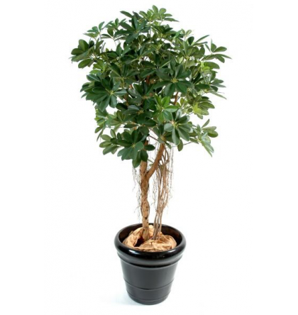 Schefflera baby (150cm)