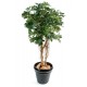 Schefflera baby tree artificiel H150cm