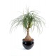 Beaucarnéa artificiel H75cm
