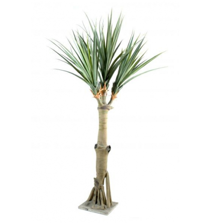 Pandanus 4 têtes (300cm)